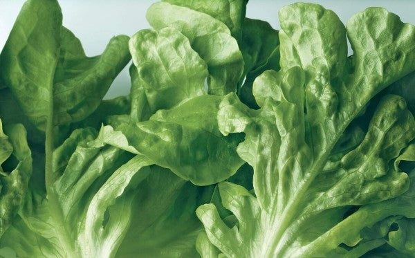 ActiveSmart Foodcare
